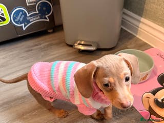 Miniature Dachshund dogs Miniature Dachshund 14 weeks - Advert 2