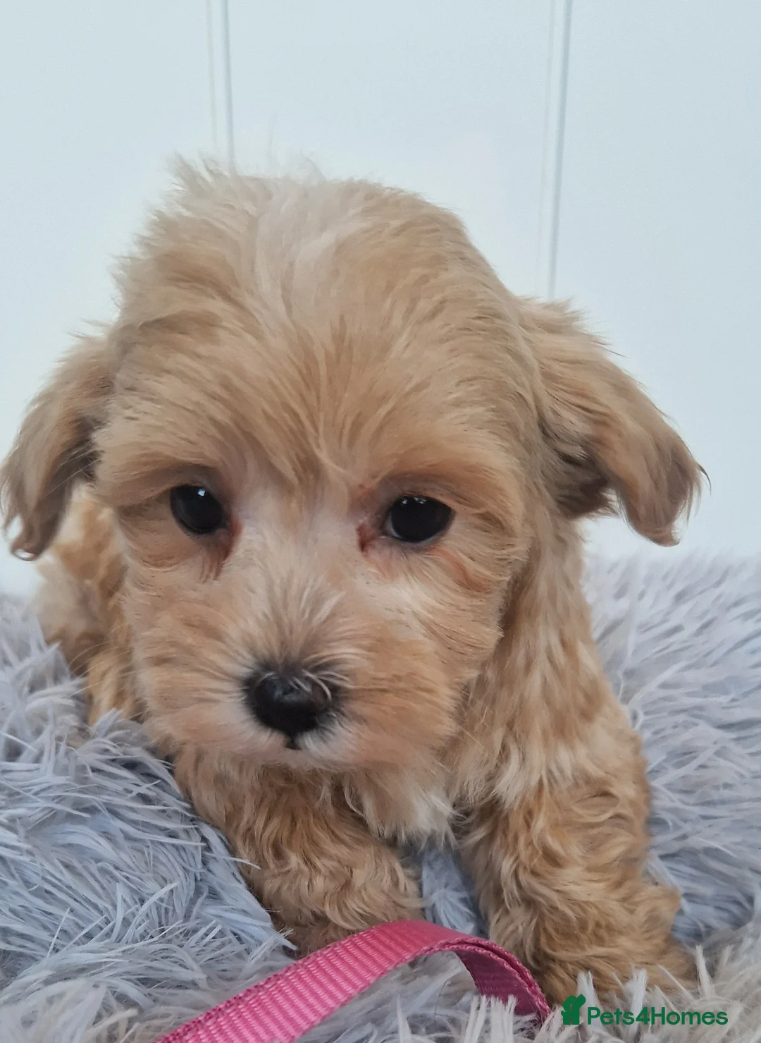 Maltipoo dogs for sale:  Beautiful health clear Maltipoo's - Advert 16