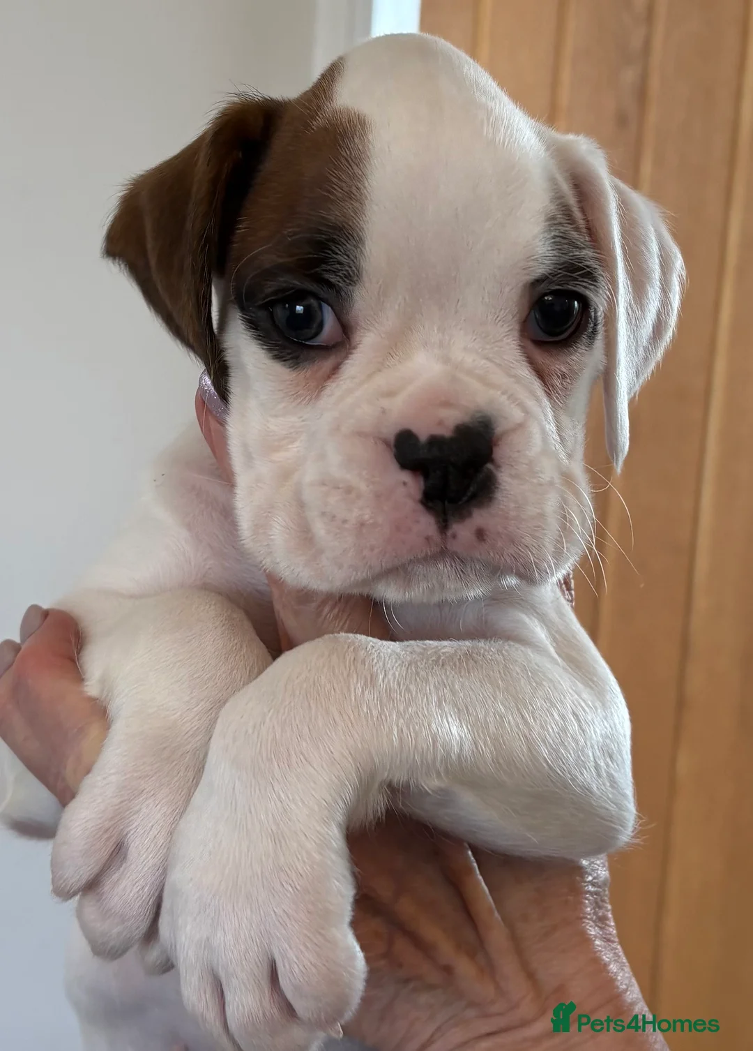 Boxer dogs for sale: Boxer Pups - Advert 2