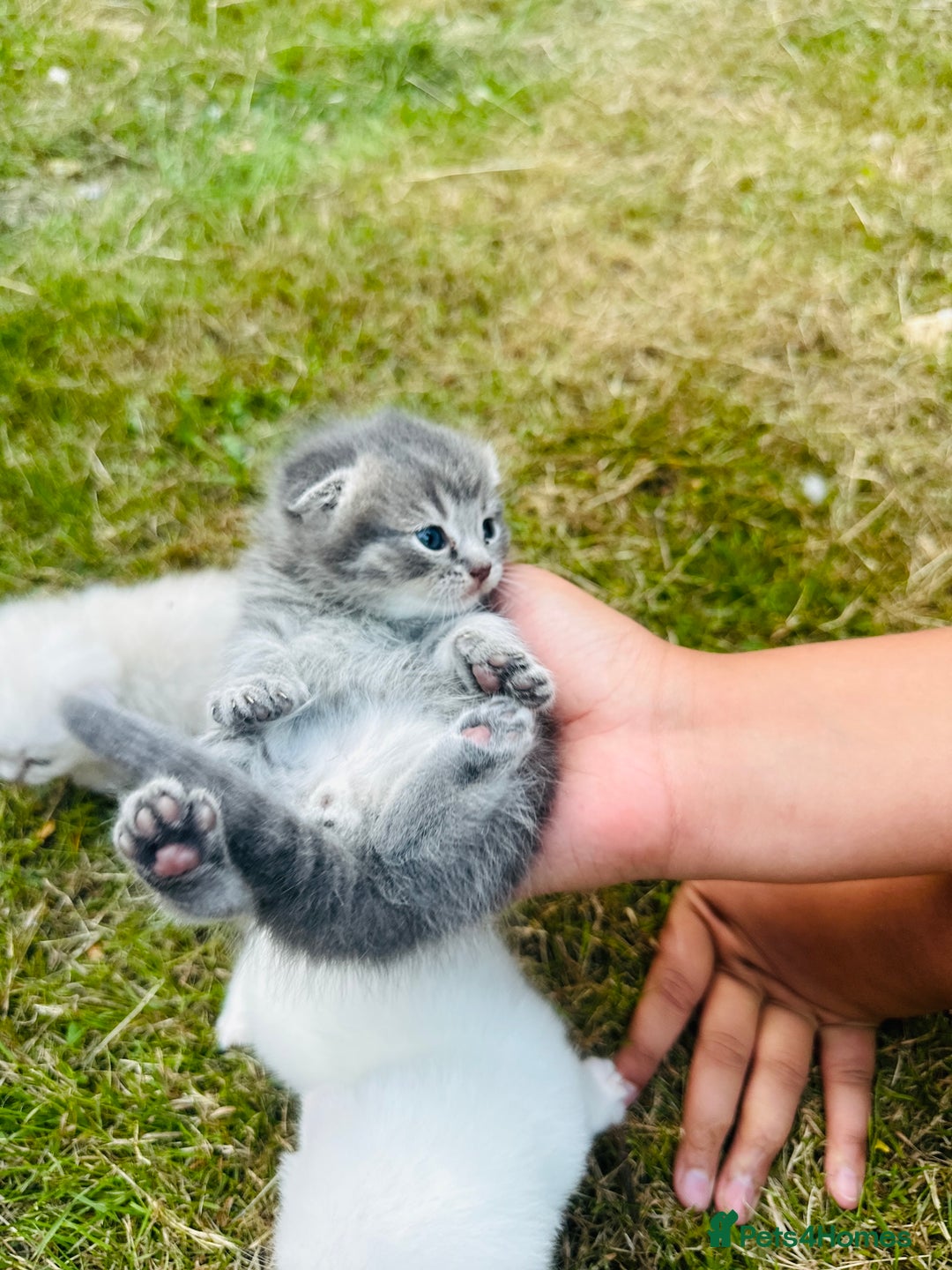 Scottish Fold cats for sale: Adorable Kittens Looking for Their Forever Homes🐾 - Image 32