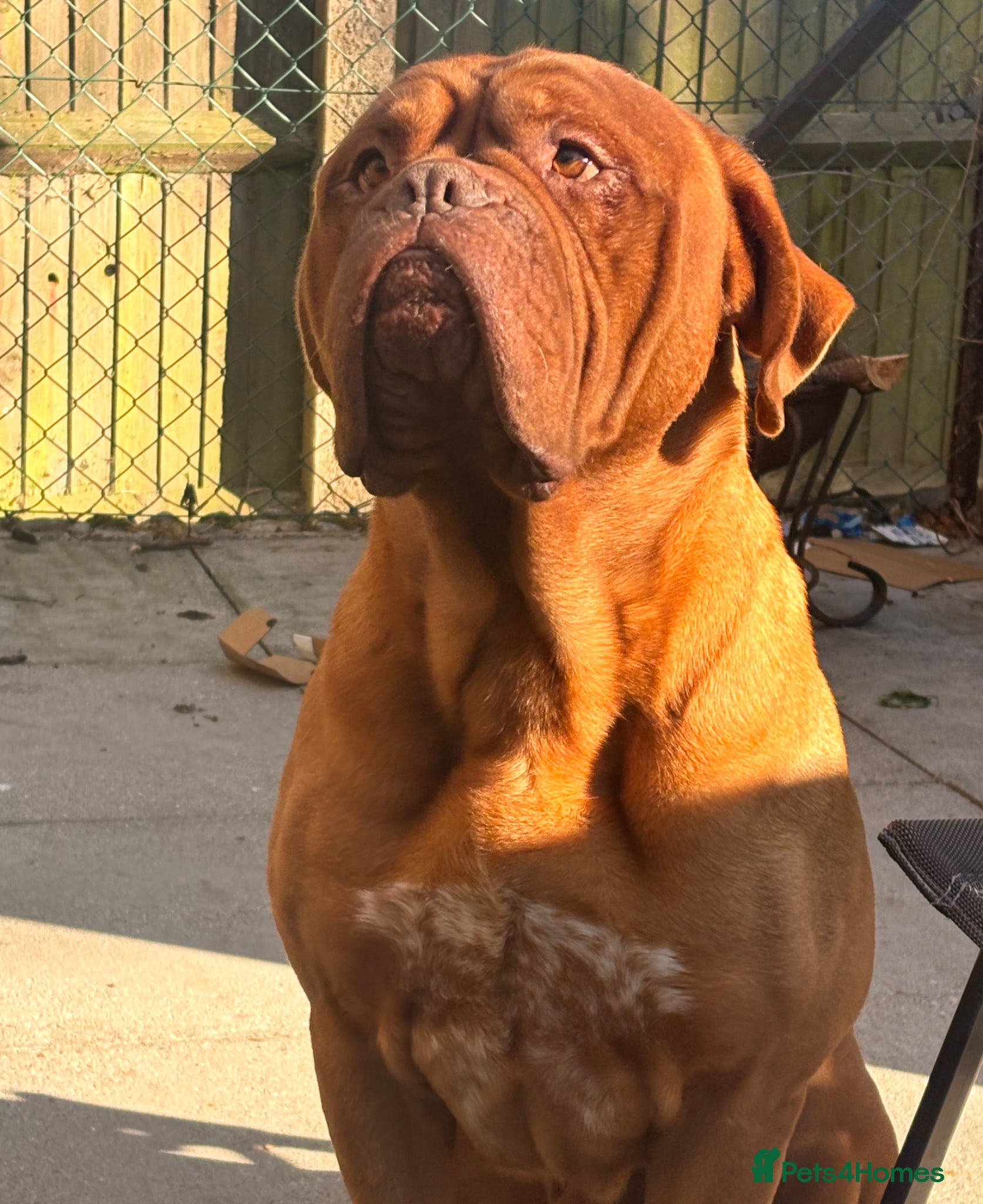 Dogue De Bordeaux dogs for sale: Ronnie  - Advert 3
