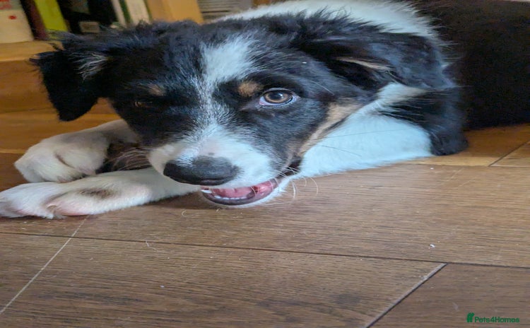 Mixed Breed dogs - Advert 13