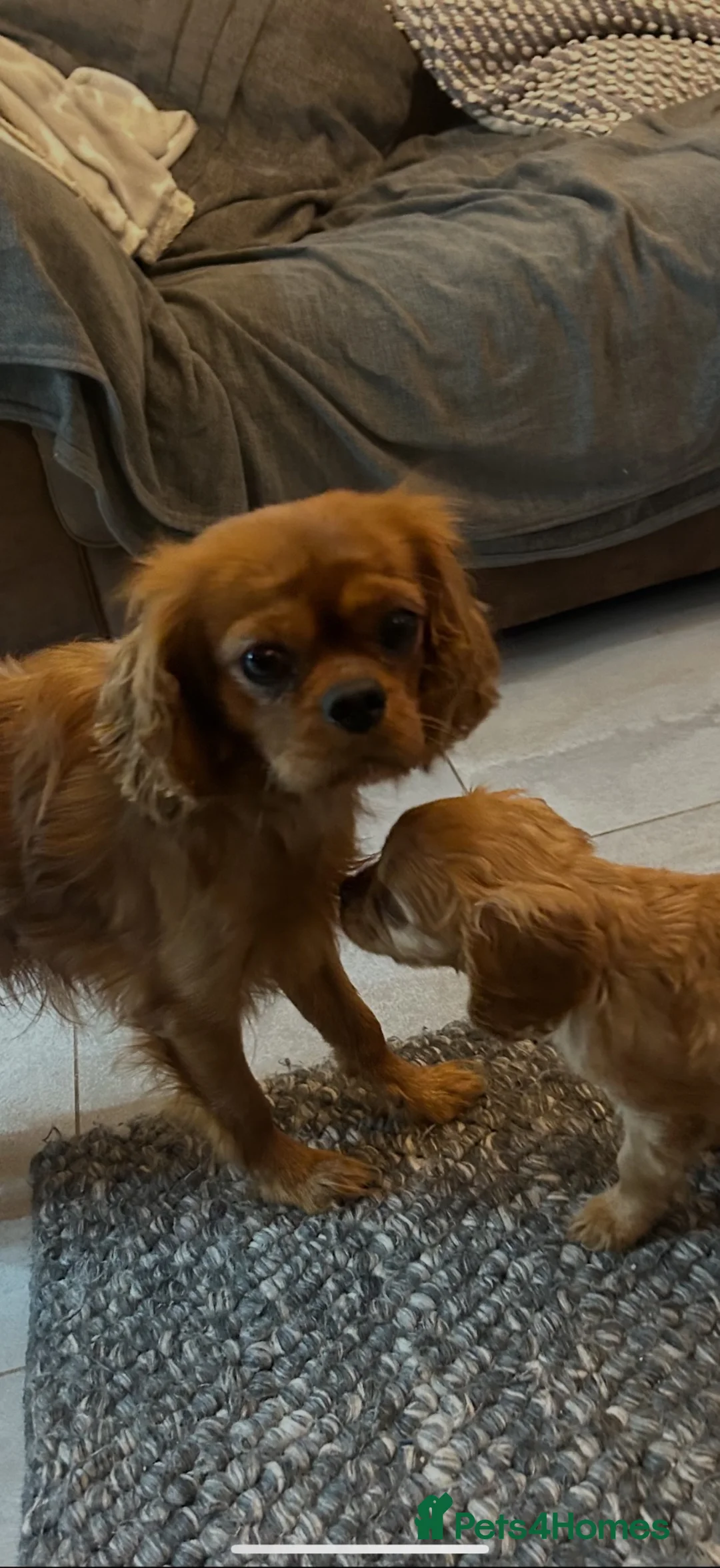 Cavalier King Charles Spaniel dogs for sale: Kc registered Cavalier King Charles Spaniel - Advert 10