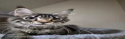 Maine Coon cats for sale: Maine coon-licensed cattery - Advert 1
