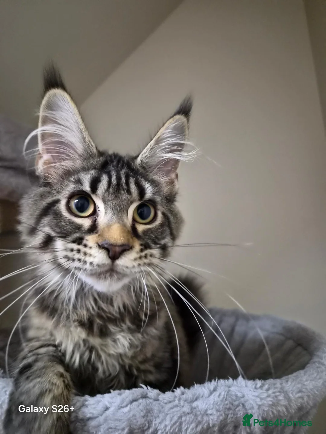 Maine Coon cats for sale: Maine coon-licensed cattery - Advert 1