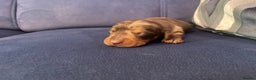 Miniature Dachshund dogs for sale: 4 Mini smooth kc reg dachshund puppies  - Advert 11