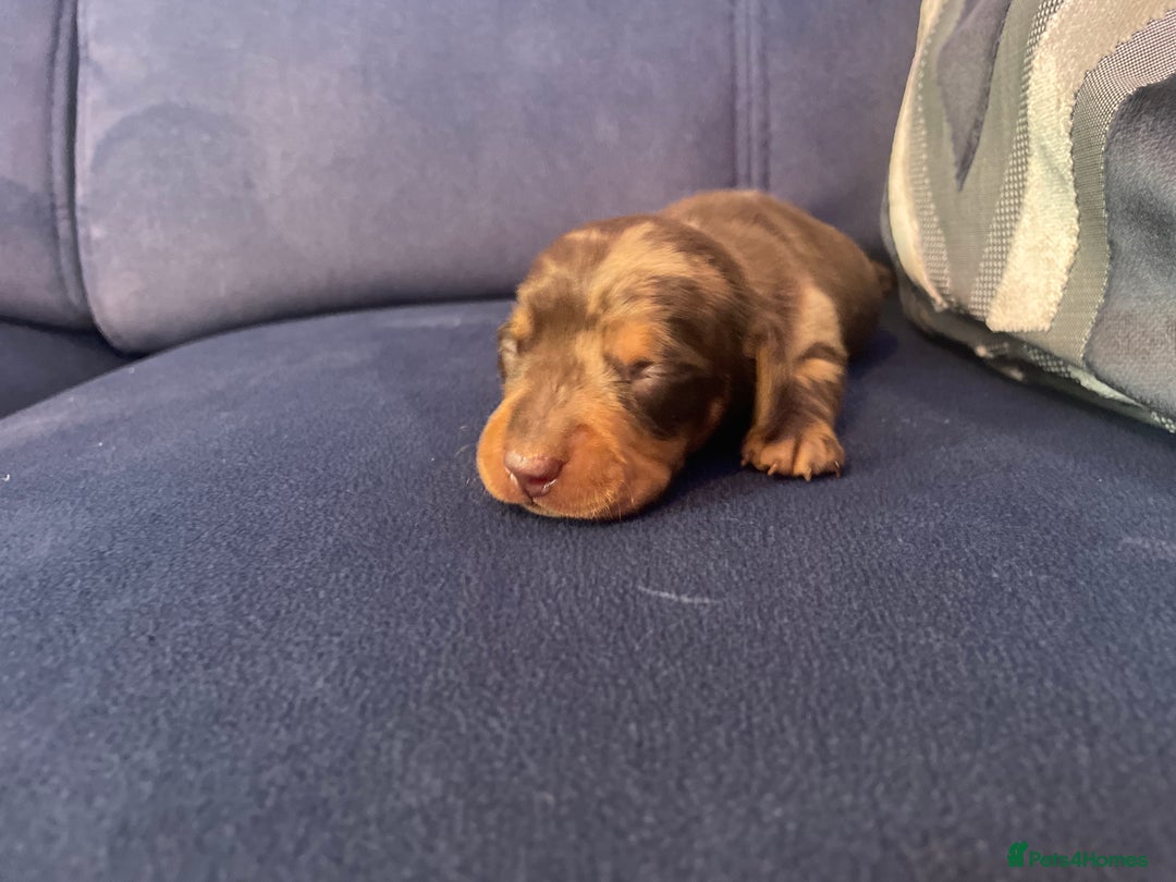 Miniature Dachshund dogs for sale: 4 Mini smooth kc reg dachshund puppies  - Advert 11