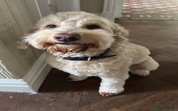 Cockapoo dogs for sale: Loving 5y/o Male Cockapoo - Image 1