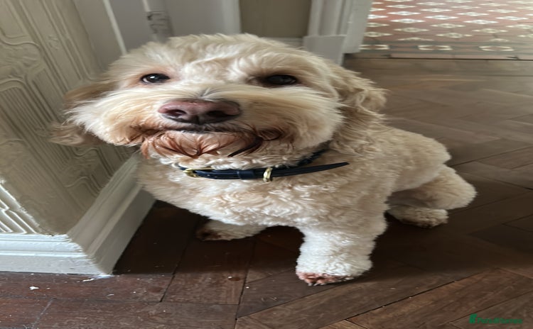 Cockapoo dogs - Advert 1