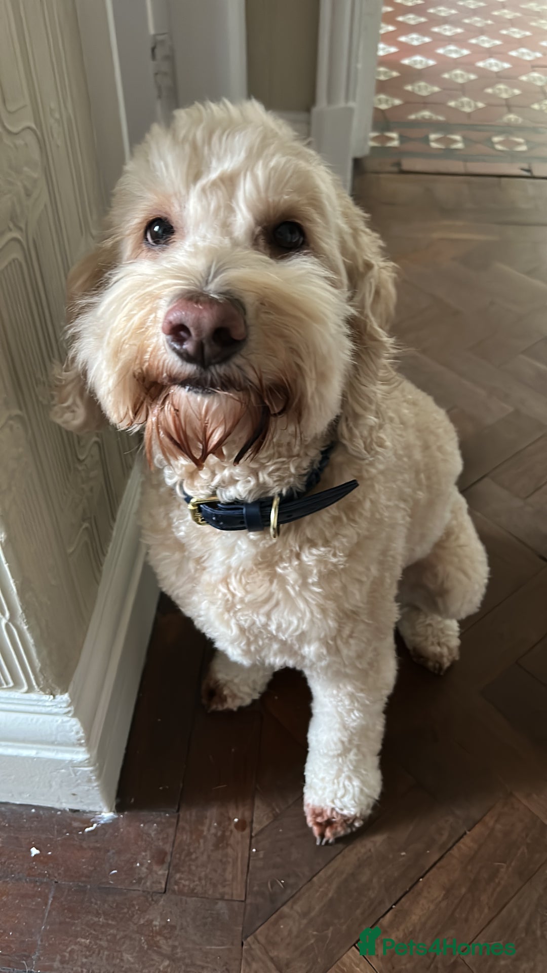 Cockapoo dogs for sale: Loving 5y/o Male Cockapoo - Image 1