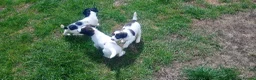 English Springer Spaniel dogs for sale: English springer spaniel pups  - Advert 11