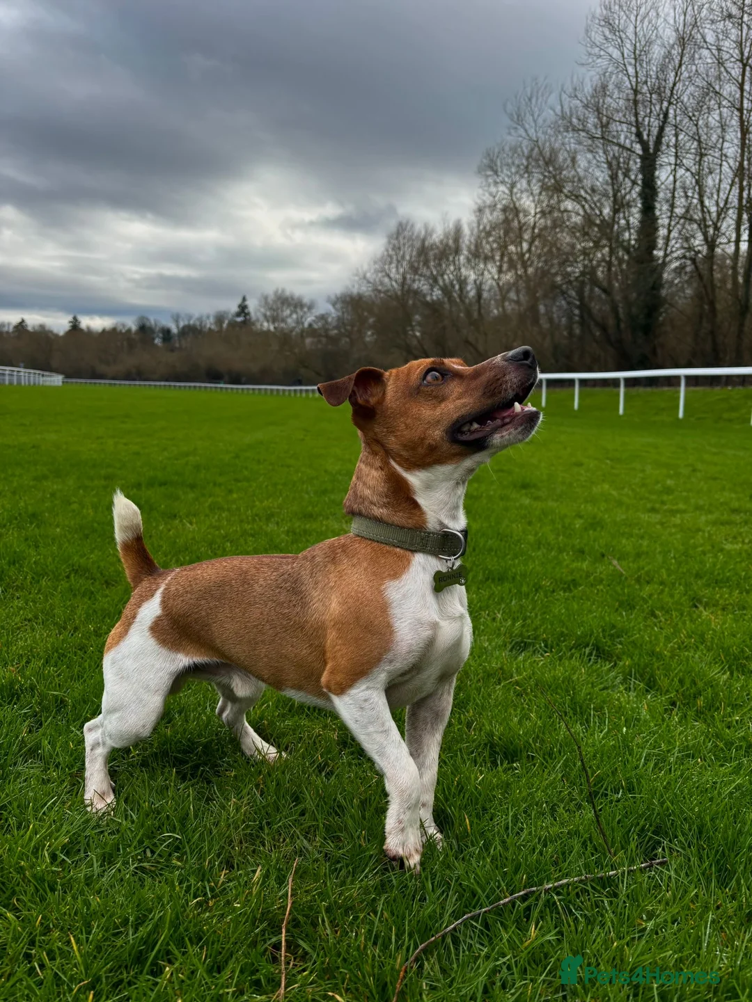 Jack Russell dogs for stud: Jack Russell stud available - Advert 2