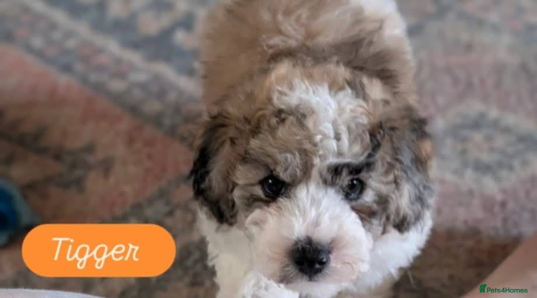 Poochon dogs for sale: Poochon pups stunning Rare colours - Image 20