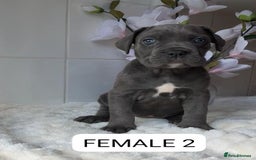 Mixed Breed dogs for sale: Italian Mastiff puppies READY NOW !!! - Image 6