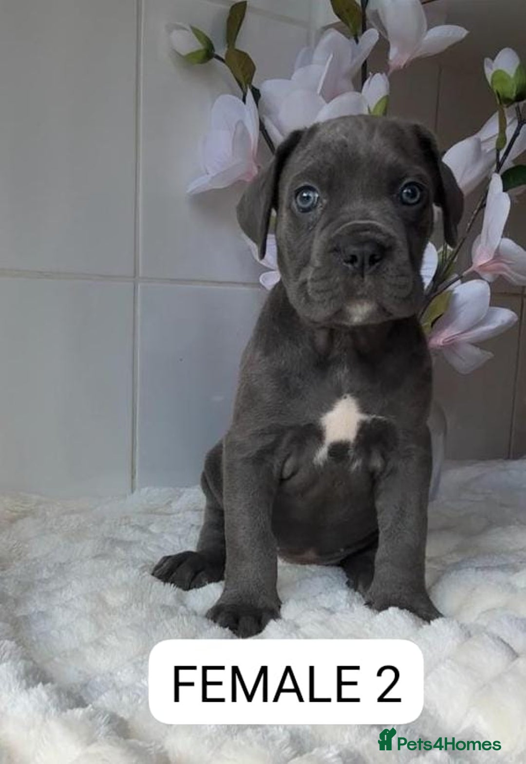 Mixed Breed dogs for sale: Italian Mastiff puppies READY NOW !!! - Image 6
