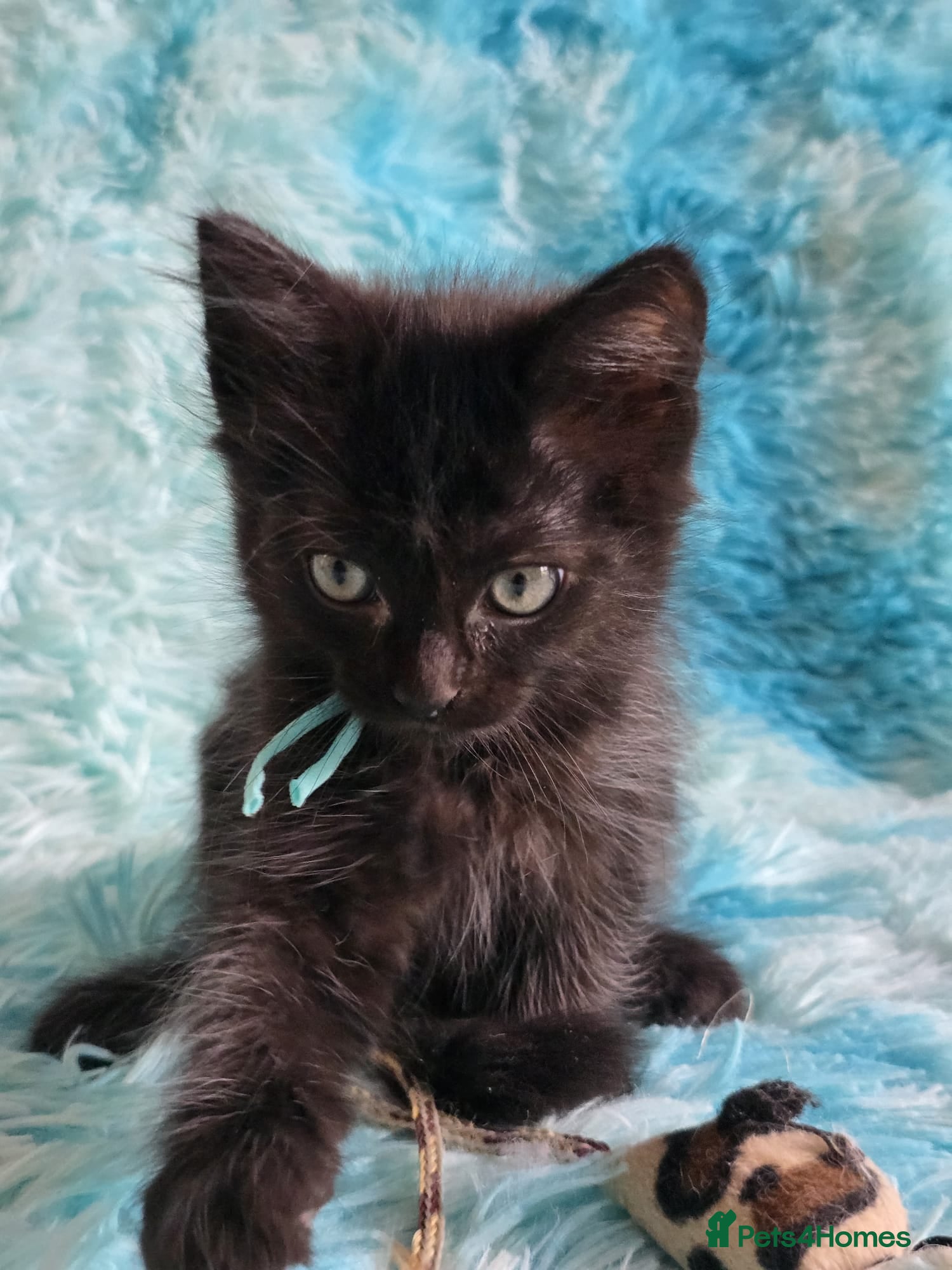 Mixed Breed cats Beautiful Long Hair Blue-Eyed Kittens  - Advert 18