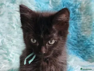 Mixed Breed cats Beautiful Long Hair Blue-Eyed Kittens - Advert 18