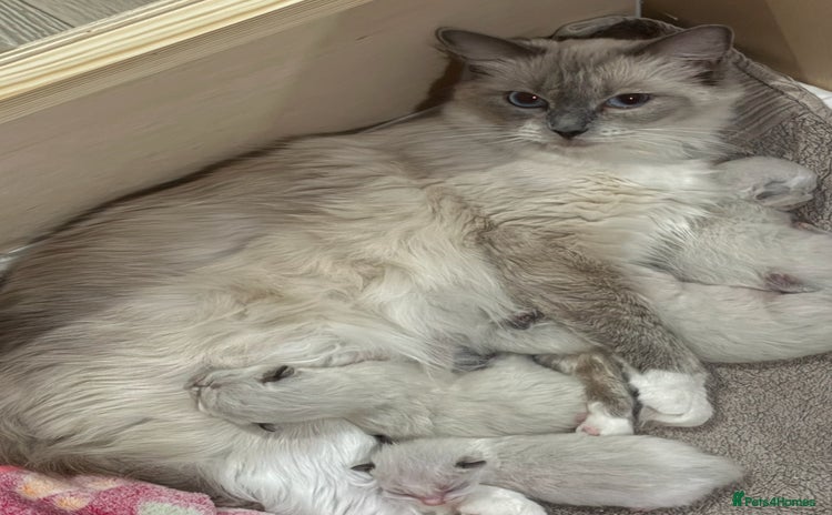 Ragdoll cats - Advert 10
