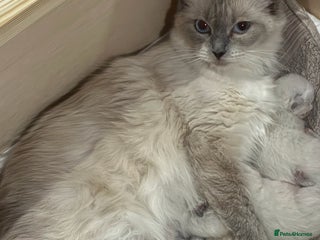 Ragdoll cats - Advert 14