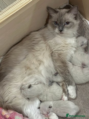 Ragdoll cats - Advert 13