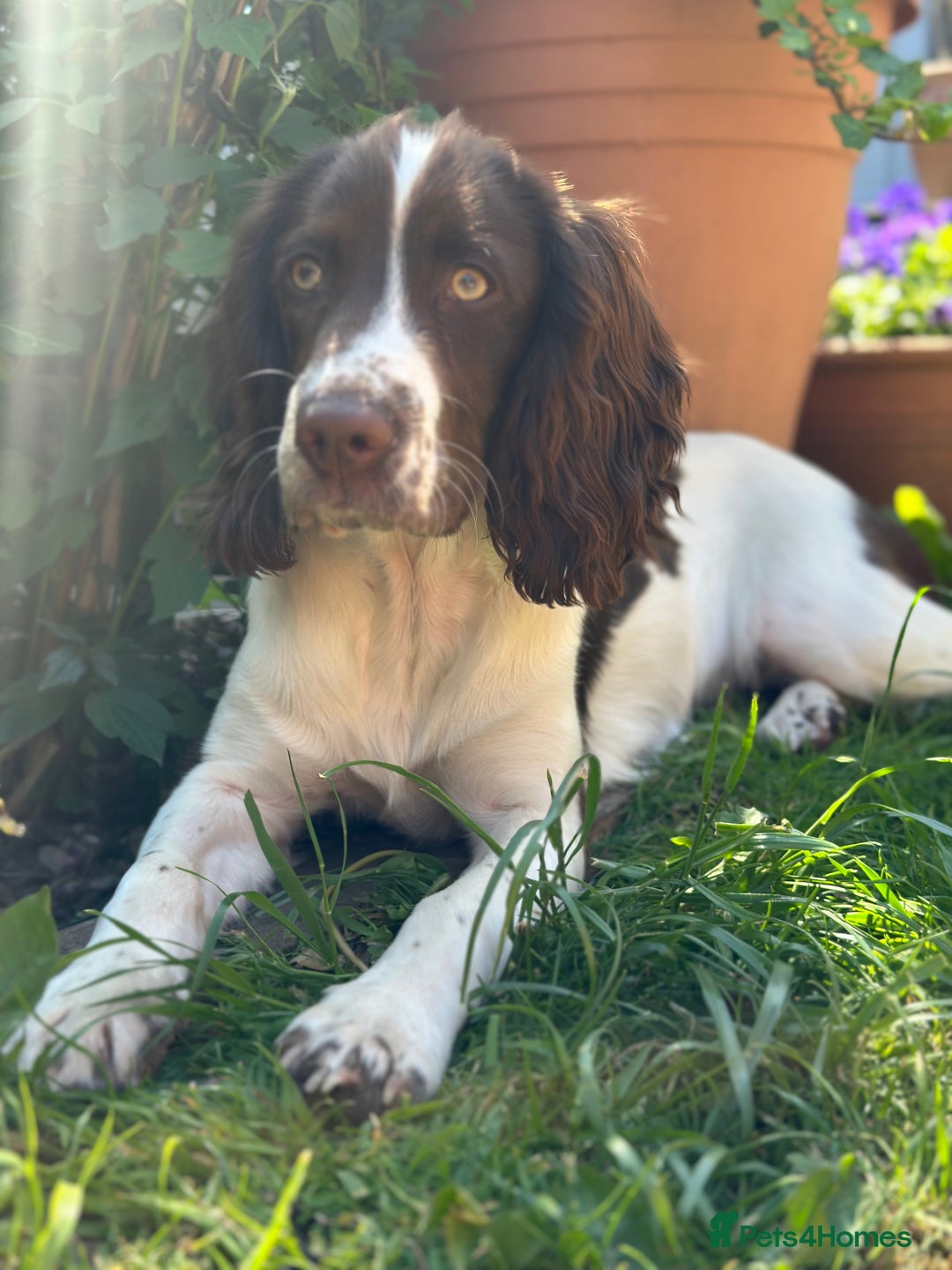 Sprocker dogs for sale: Sprocker one year - Advert 4
