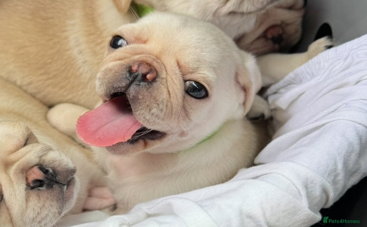 Pug dogs - Advert 13