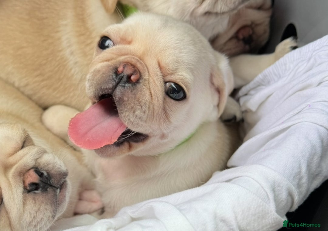Pug dogs for sale: Beautiful Pug Puppies Male 10weeks old - Image 1
