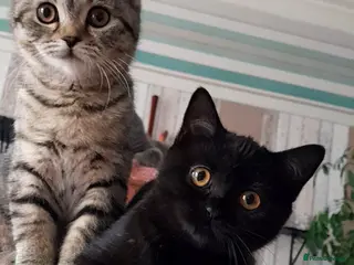 Mixed Breed cats British kittens - Advert 12