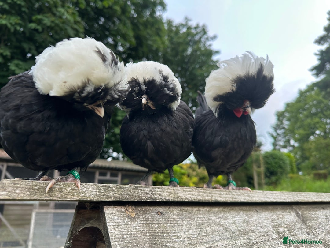 Chickens poultry for sale: Poland Bantams Available  in High Wycombe - Image 8