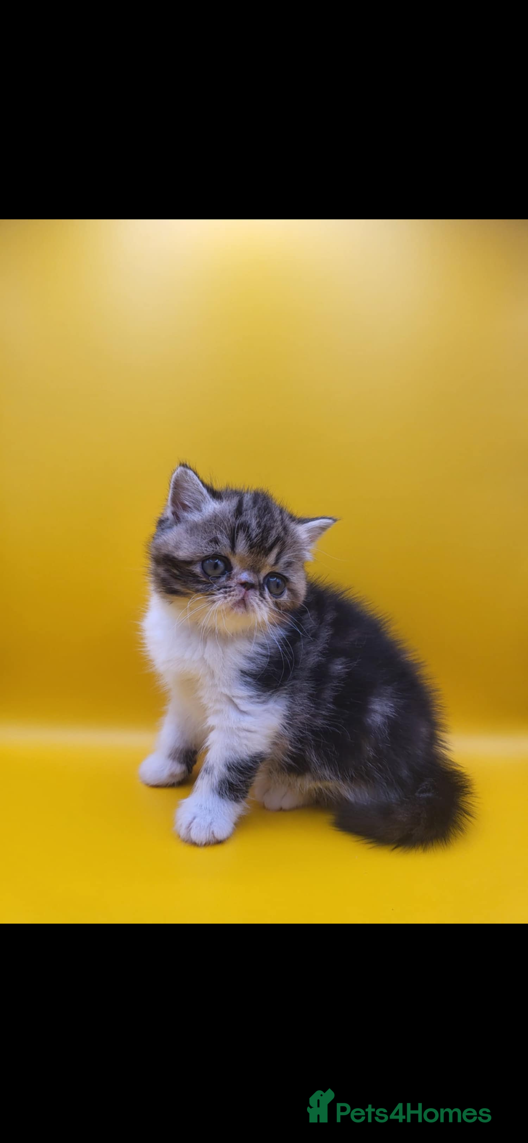 Exotic cats for sale: Exotic kittens  - Advert 13