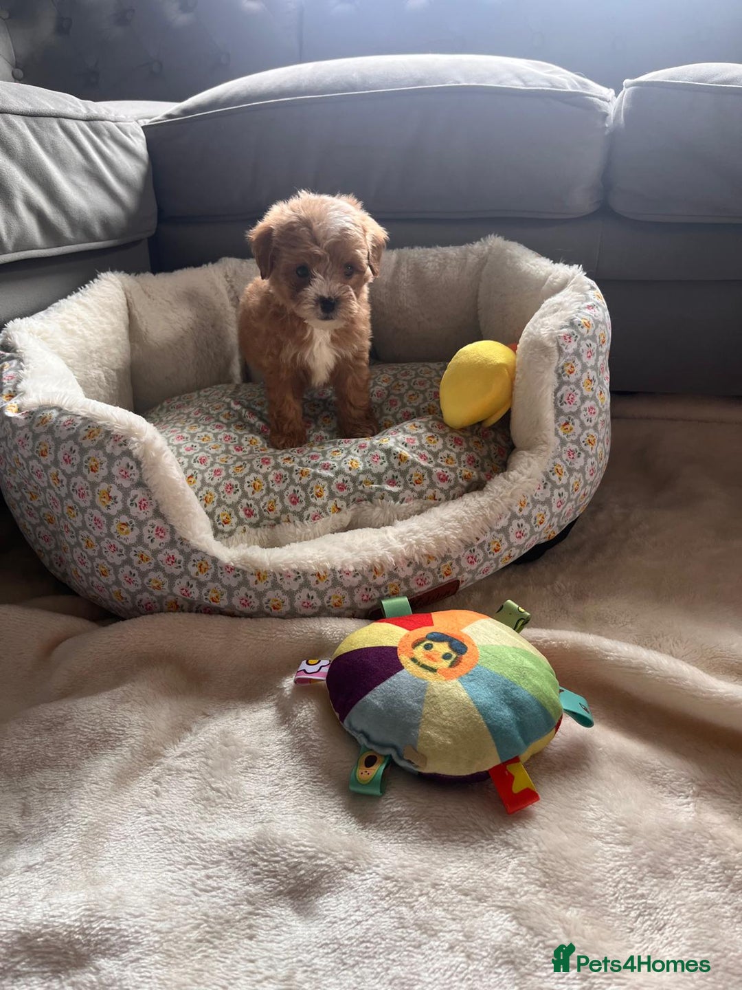 Maltipoo dogs for sale: 💫Tiny Red Boys Available Now💫 - Image 22