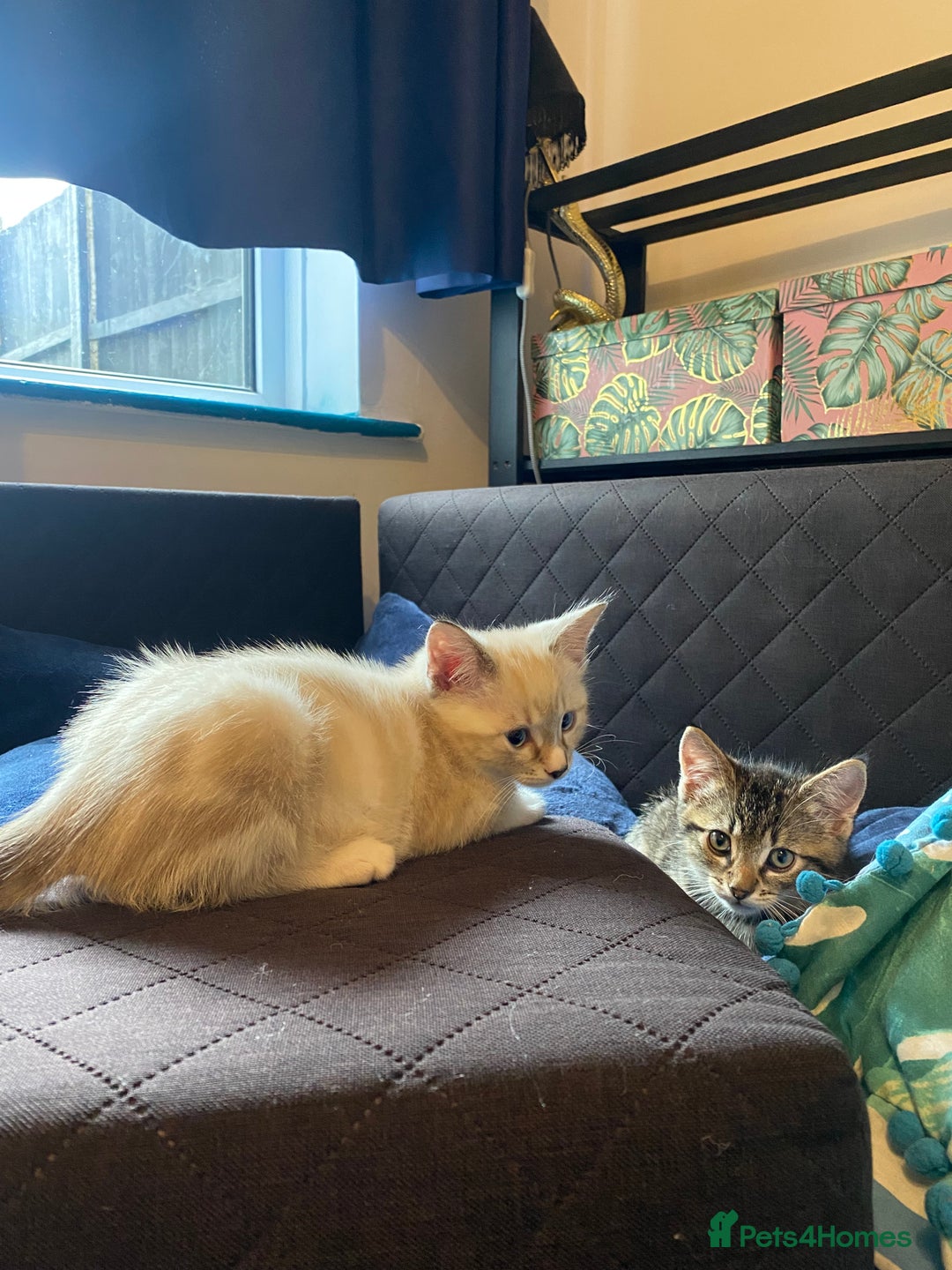Ragdoll cats for sale: 3 cute boys ready for reservation 🐱 - Image 13