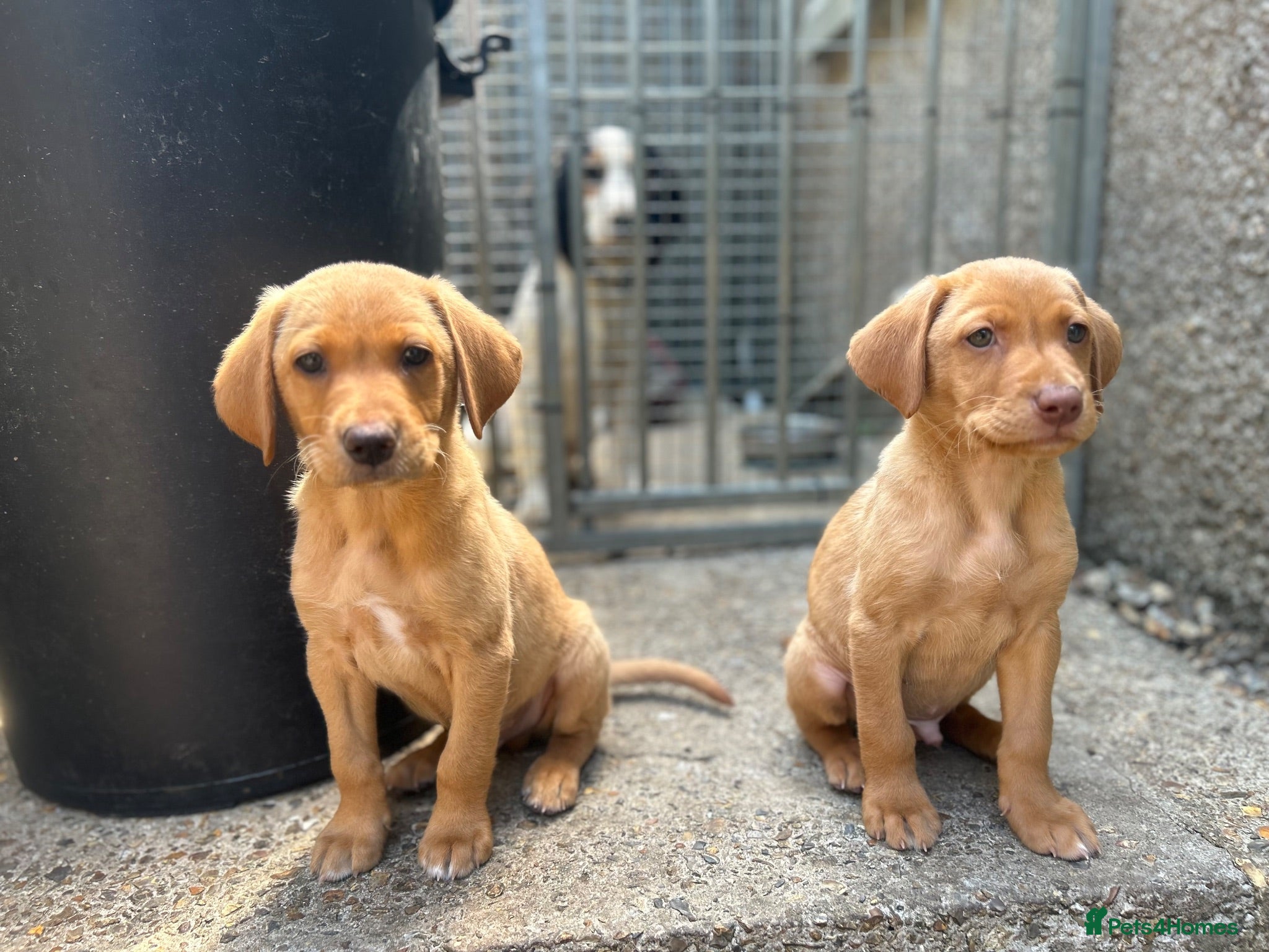 Labrador Retriever dogs Lab puppies - Advert 18