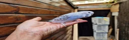 Budgerigars birds for sale: Super silly hand tamed baby budgies  - Advert 8