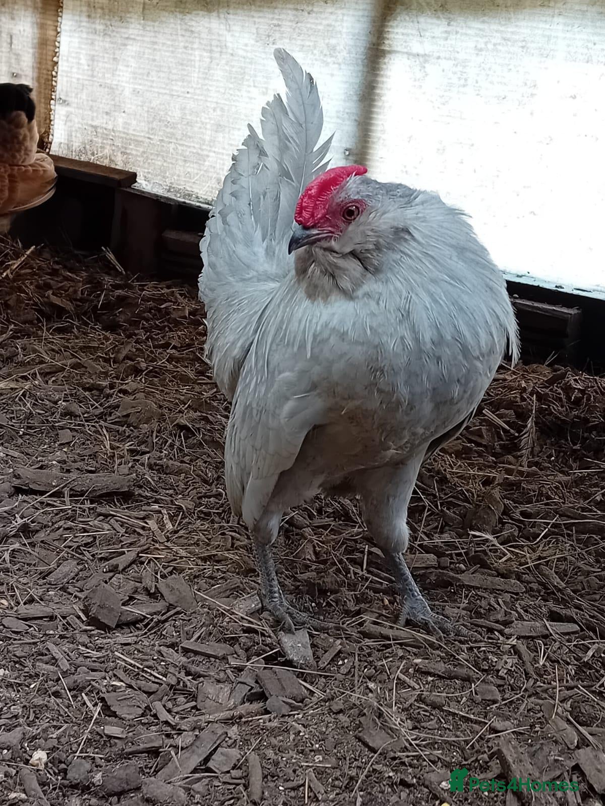 Chickens poultry Pure Lavender Barbu d’Anvers, Proven Breeding Par - Advert 2