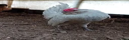 Chickens poultry for sale: Pure Lavender Barbu d’Anvers, Proven Breeding Par - Advert 1