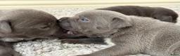 Staffordshire Bull Terrier dogs for sale: Staffordshire Bull Terrier puppies!  - Advert 4