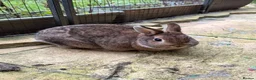 Mixed Breed rabbits for sale: Bonded pair need rehoming must go together.  - Advert 7