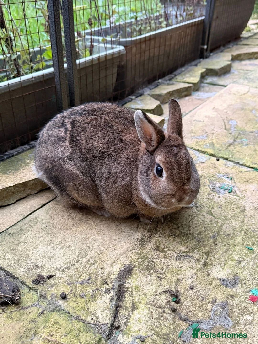 Mixed Breed rabbits for sale: Bonded pair need rehoming must go together.  - Advert 7