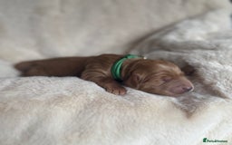 Mini Goldendoodle dogs for sale: Miniature Golden Doodles - Image 12