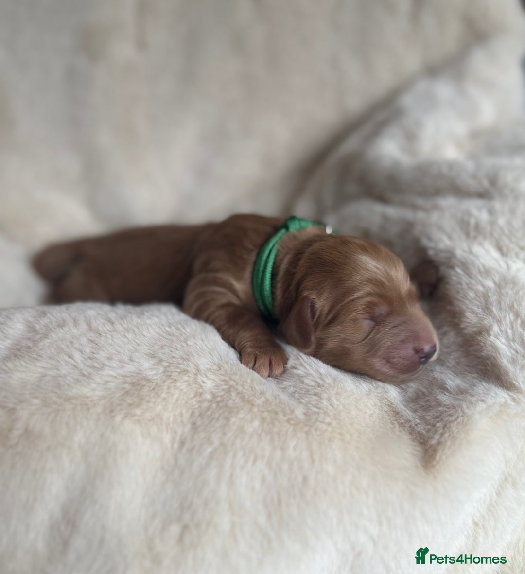 Mini Goldendoodle dogs for sale: Miniature Golden Doodles - Image 12