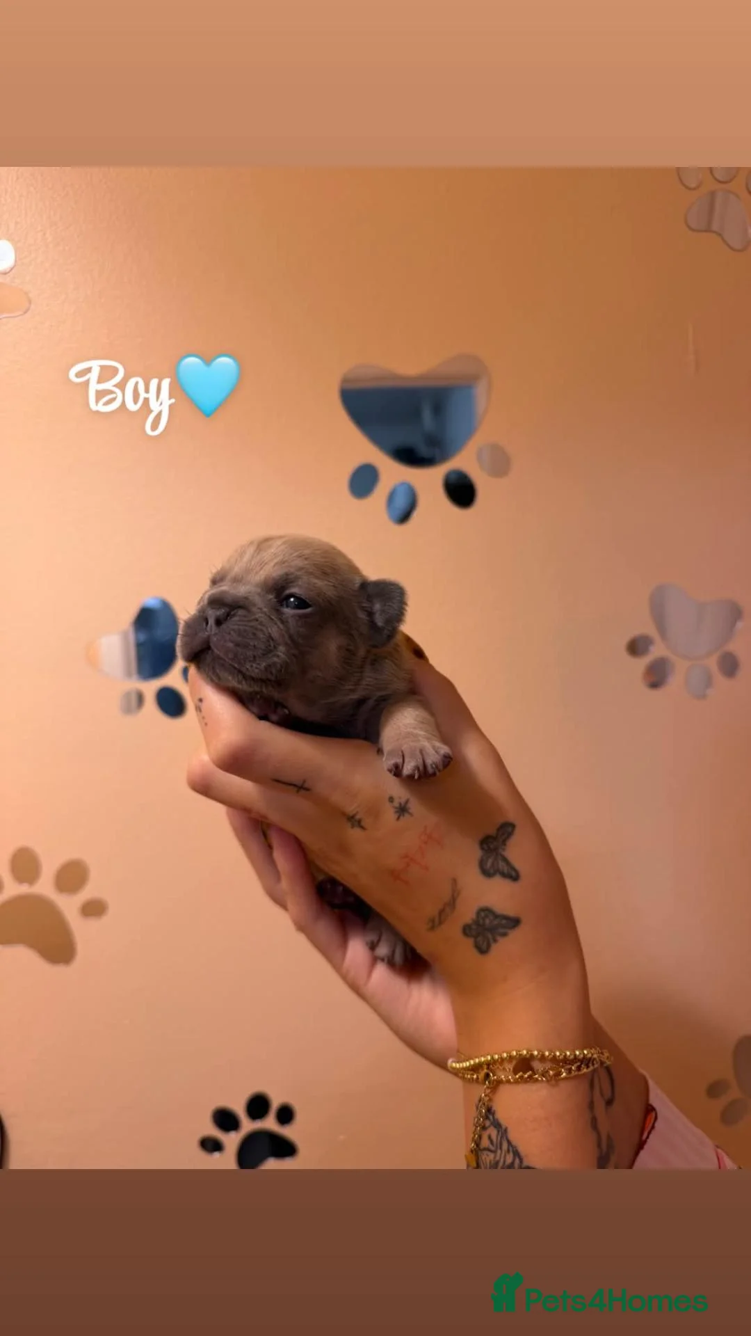 French Bulldog dogs for sale: ❤️STUNNING French bulldog puppys, ❤️ - Advert 2