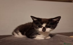Domestic Shorthair cats for sale: 3 kittens all male.2x all black 1x black and white - Image 3