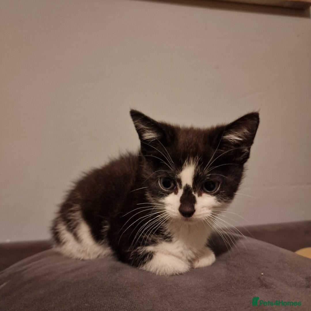Domestic Shorthair cats for sale: 3 kittens all male.2x all black 1x black and white - Image 3