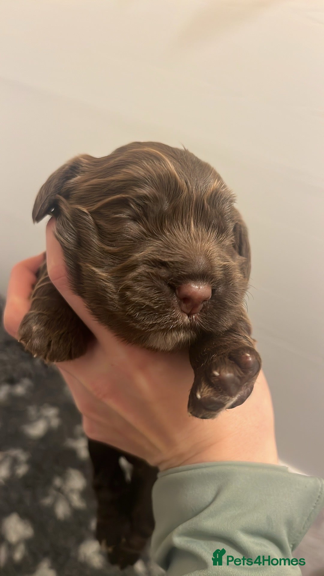 Cocker Spaniel dogs for sale: 🐶Stunning cocker spaniel pups🐶 - Advert 1
