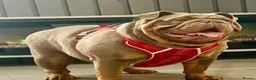 English Bulldog dogs for sale: Kc reg Incredible litter health tested Parents  - Advert 3