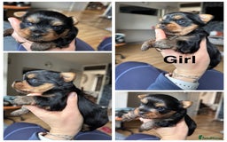 Yorkshire Terrier dogs for sale: Boy and girl -mini Yorkshire terrier  - Image 3