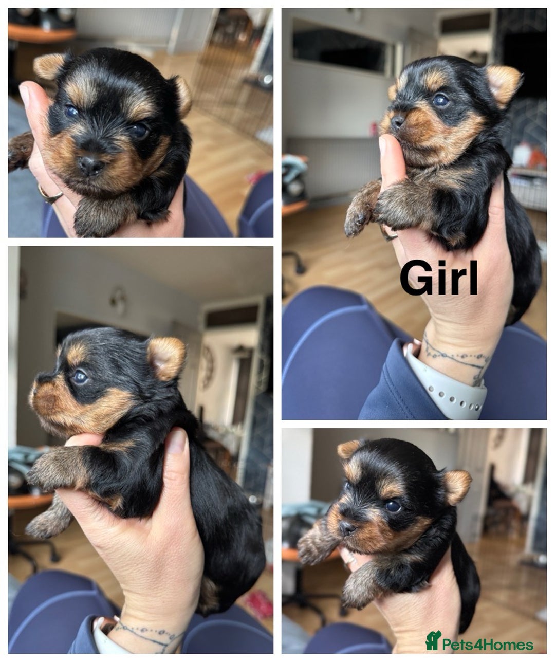 Yorkshire Terrier dogs for sale: Boy and girl -mini Yorkshire terrier  - Image 3