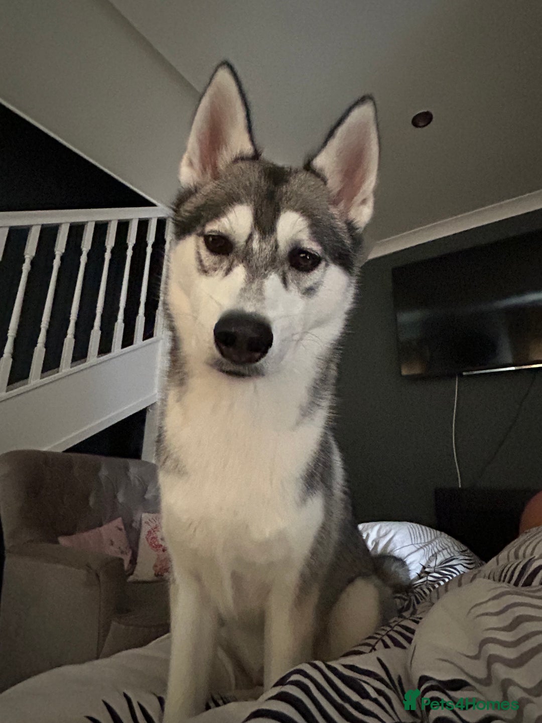 Mixed Breed dogs for sale: 9 month old husky x puppy for sale  - Image 5