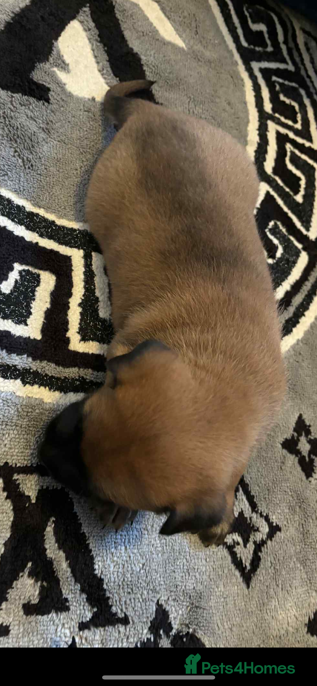 Belgian Shepherd Dog dogs for sale: Belgian shepereds puppies  - Image 12